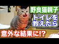 野良猫 子猫 家猫化 【野良猫親子にトイレを教えたら意外な結果に!?】 Kitten Cat Japanese traditional house