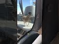ロードランナーについての驚くべき真実