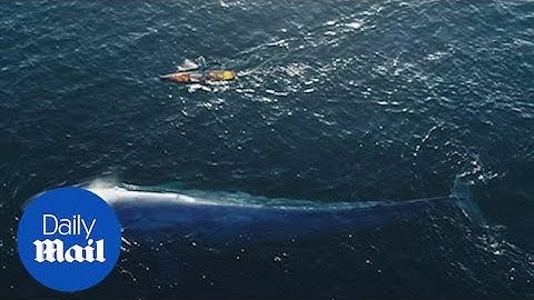 Amazing footage of encounter between paddle boarder and blue whale