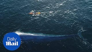 Amazing footage of encounter between paddle boarder and blue whale