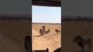 Download Lagu Lions Confront a Man in Spiked Armor MP3