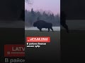 В районе Лиепаи заснят зубр