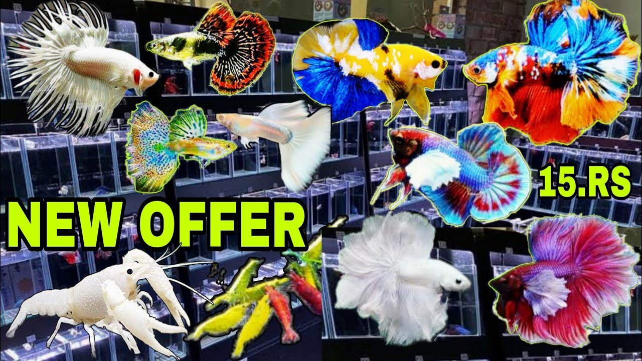 NEW OFFER ON BETTA AND GUPPY FISH | BETTA FISH BREEDING | GUPPY FISH BREEDING | GOLDFISH BREEDING