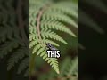 Why do plants eat meat? #Philosophy #NatureMysteries
