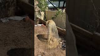 Years Of Buildup Exploding Out Of This Drain Pipe