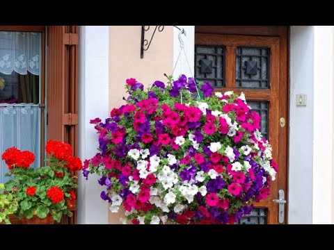 Plantación surfinias colgantes - Decogarden - YouTube