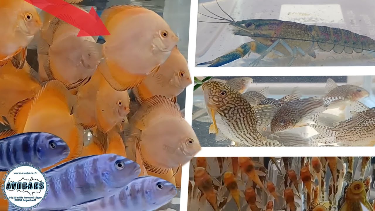 Bourse aux poissons AVOBACS 2022 / Argenteuil 95 - YouTube