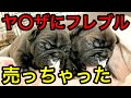 【ヤバい…】反社の極悪一家にフレブルを販売してしまったかもしれません
