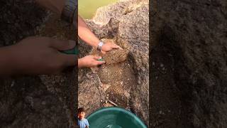 Download Lagu Material pasir yang mengandung emas #gold #goldhunter #golddiscovery MP3