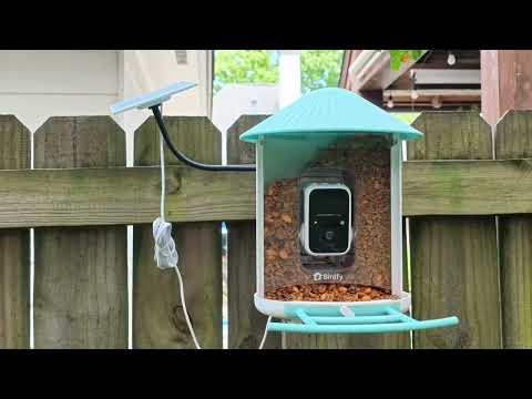 Birdfy Smart Bird Feeder Camera Review | Amazing Backyard Birds Up Close!