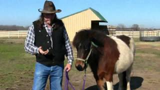 The Chestnuts On A Horse And How To Use Them Stall13 Videos
