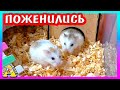 СВАДЬБА ХОМЯКОВ РОБОРОВСКОГО БОРИ И ПРАДА / ПОДАРОК АЛИСЕ ЗОЛОТОЕ КОЛЬЦО / Alisa Easy Pets