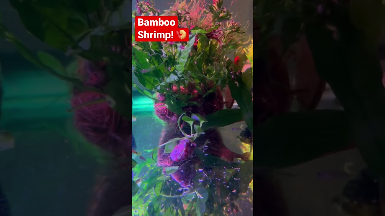 BAMBOO SHRIMP GOES GREAT WITH GUPPIES! YouTube
