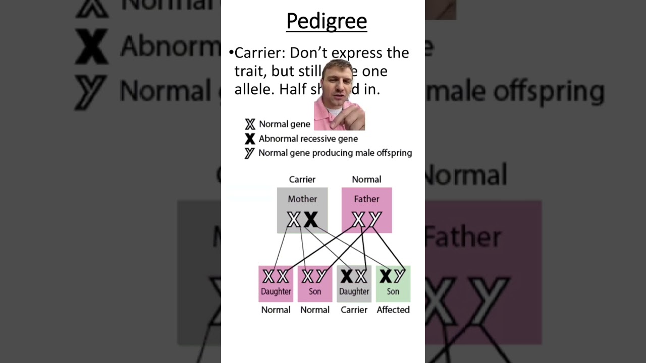 Carriers in sex-linked genetics