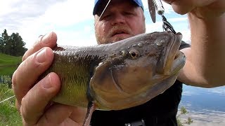State Record CREEK CHUB? - Trout Fishing from Shore in the Black Hills