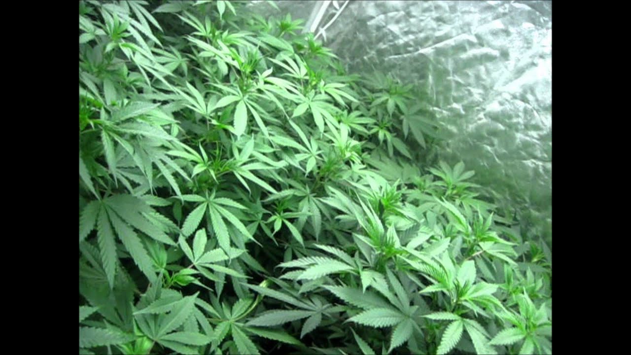 ITC Genetics ready for orders send PM to order!!!