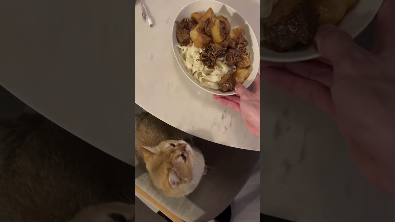 I was going to eat dinner, but found my cat had already occupied my dinning seat😝