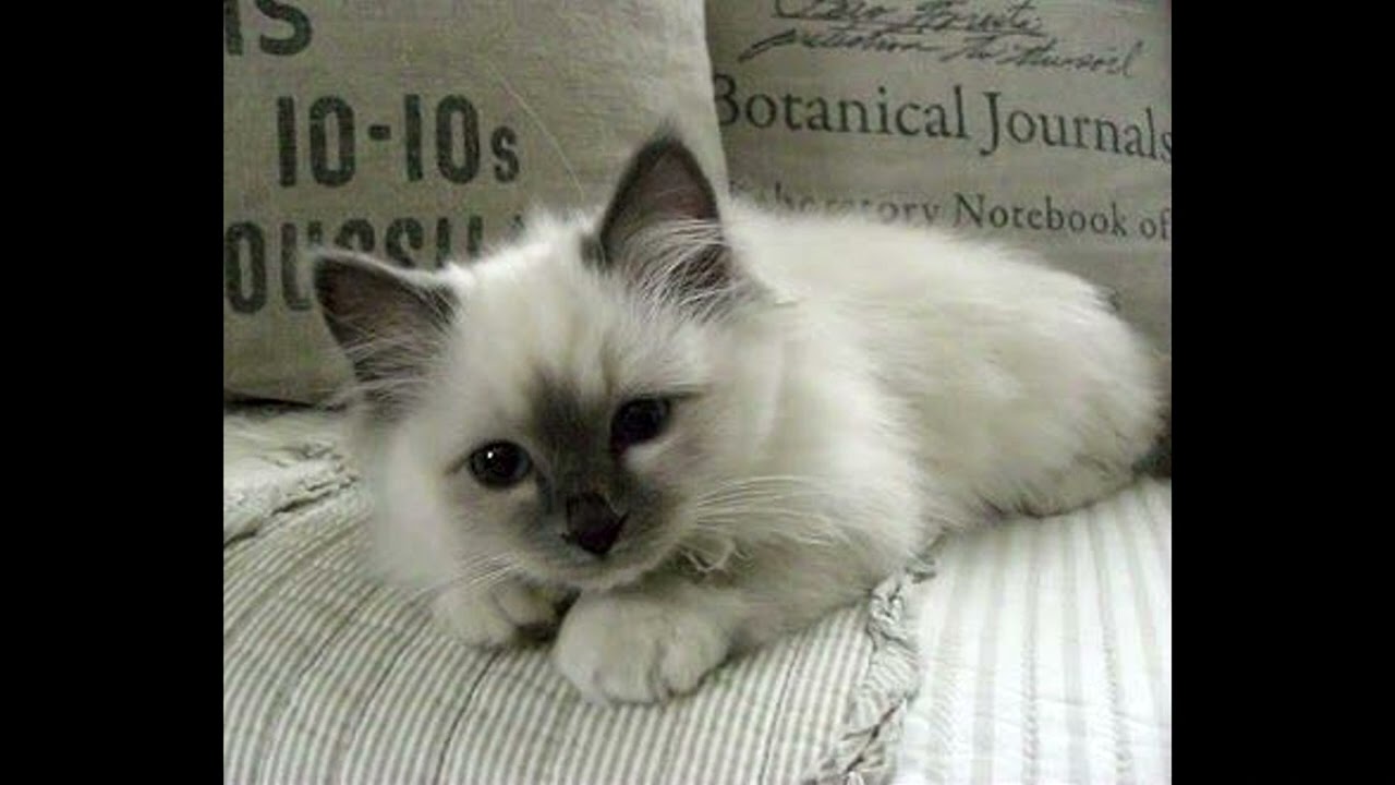 likitty - Bunny (Speed Up by СоDиК)