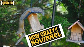 Eastern Gray Squirrel Foraging In Bird Feeders | Animals Video | Quad HD