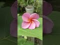 new dewa seedling