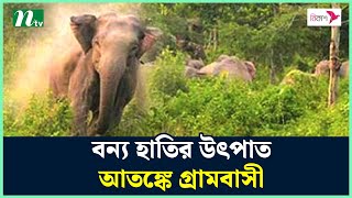 বন্য হাতির উৎপাত, আতঙ্কে গ্রামবাসী | NTV News