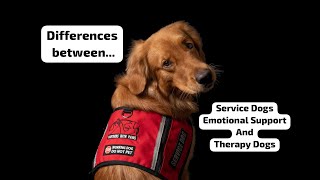 Service Dogs, Therapy Dogs and Emotional Support Dogs: WHAT'S THE DIFFERENCE?