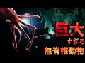 世界の巨大生物！ 【無脊椎動物編】