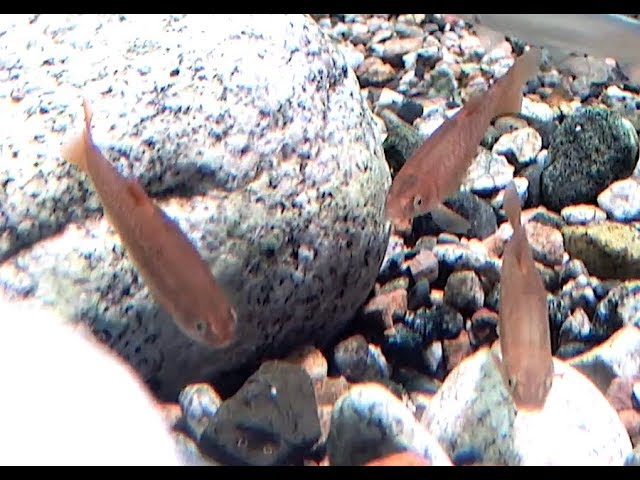 魚雲 Cownose ray | Living Creatures Encyclopedia | Learn about