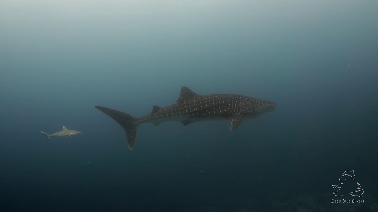 Deep Blue Divers | Highlights of 2018