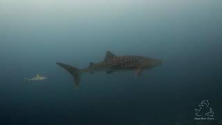 Deep Blue Divers | Highlights of 2018