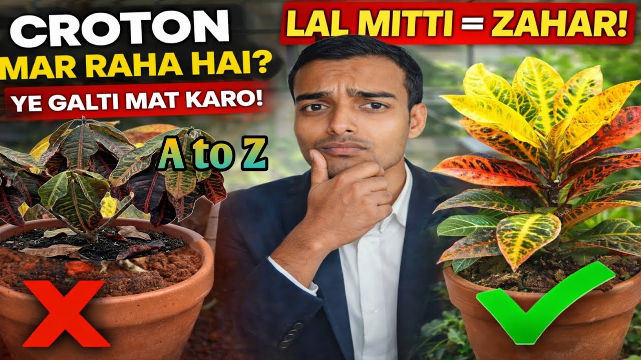 Croton plant care A to Z | Croton ke patte gir rahe hai | Achanak croton marne lga kya kre |