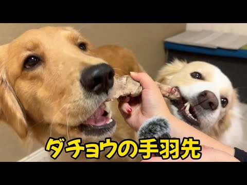 【ASMR】ダチョウを手羽先を食べる犬の咀嚼音がワイルドすぎた...🦃