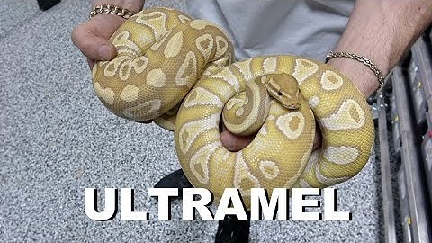 "Featured Morph" Ultramel Ball Python !!
