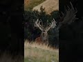 #shortvideo #trending #wildlife deer 🦌