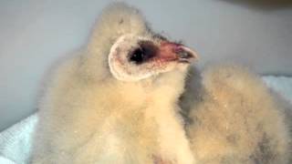 Babies at the California Raptor Center