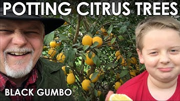 How to Pot Citrus Trees || Black Gumbo