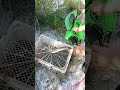 Iwak Kerandang