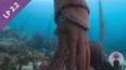 The Intriguing World of Cephalopods ile ilgili video