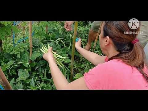 HARVEST TIME PAGMAGSIPAG MAY AANIHIN FRESH GULAY