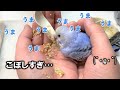 食べれてる？セキセイインコのヒナがさし餌をこぼしまくってますが大丈夫かな？（くろねこチャンネル）