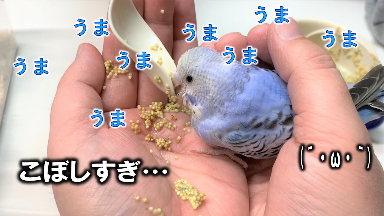 食べれてる セキセイインコのヒナがさし餌をこぼしまくってますが大丈夫かな くろねこチャンネル Youtube