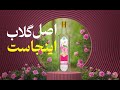 کاشان یا لیقوان خرید گلاب اصل و عرقیات گیاهی 100 خالص و ارگانیک