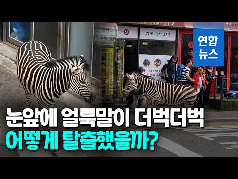 <strong>어린이대공원</strong> 얼룩말 탈출 소동…3시간반 만에 &amp;#39;서울 구경&amp;#39; 끝 / 연합뉴스 (Yonhapnews)