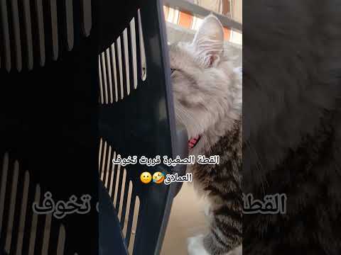 بدنا نروق يا صغيرة قطط صغيرة   اشترك بل قناة وفعلو الجرس ليصلكم كل جديد