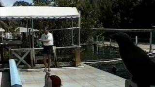 Seal catching and throwing a Freesbie by n24our 635 views 6 years ago 26 seconds