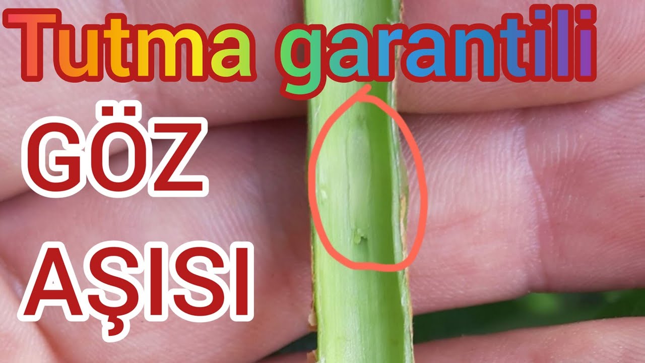 GÖZ AŞISINI YAPAMAYANLAR İZLESİN İNCE SÜRGÜNLE GÖZ AŞISI NASIL YAPILIR?