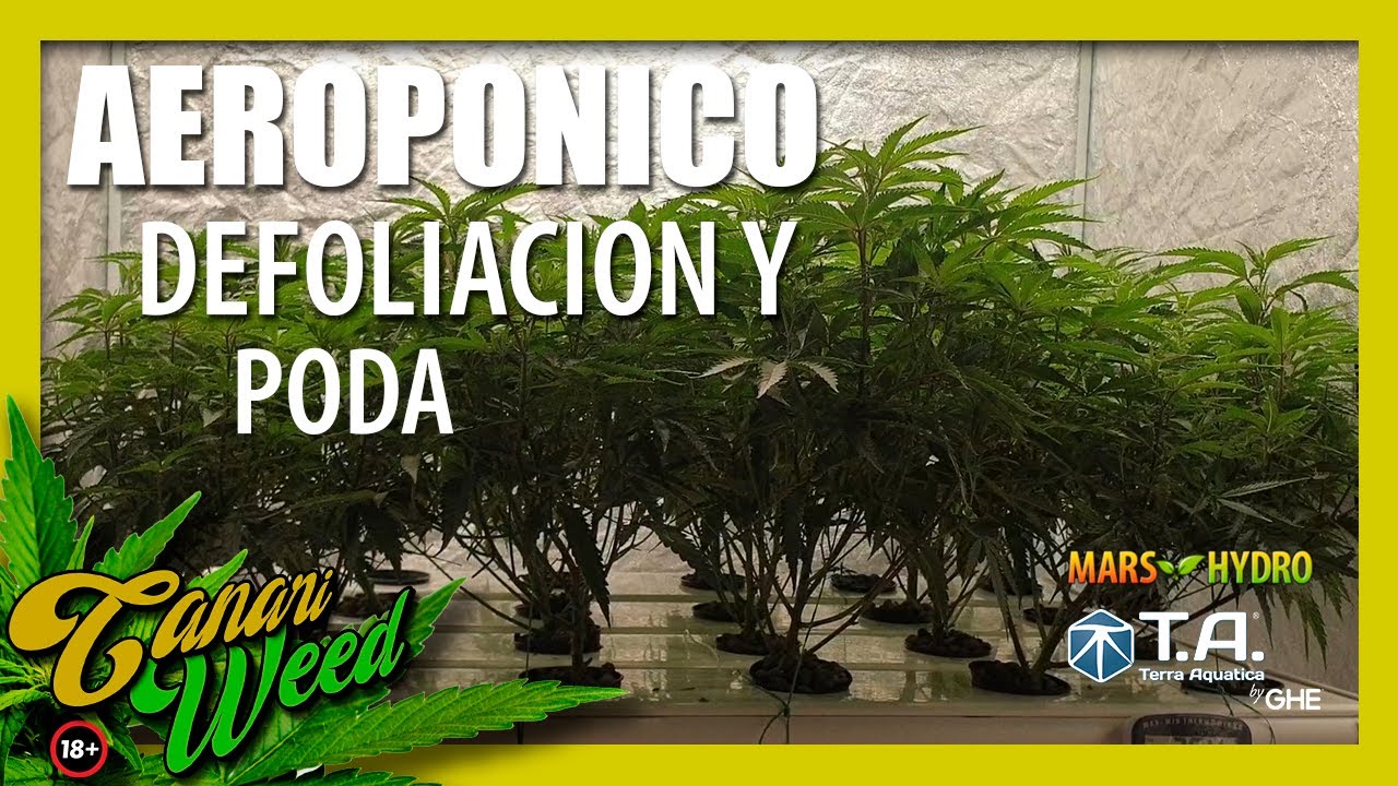 DEFOLIACION y PODA en AEROPONICO/ Terra Aquatica