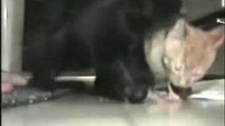 The 2442comedy dare steal food and dog cat