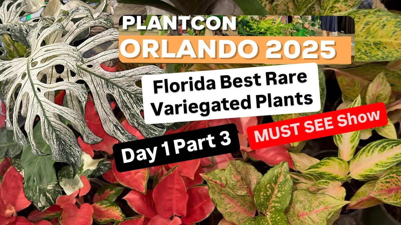 Plant Con 2025 Orlando 2025 Day 1 Part 3 Florida's Got The Best Rare Variegated Houseplants Sale