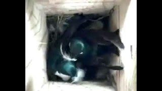 Male and female Tree Swallows bring nest feathers.